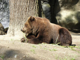 Bear's Frustration by Ramad, photography->animals gallery