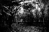 September Forest by JayMxPhotography, photography->landscape gallery