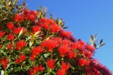 A Bee On A Christmas Tree ! by LynEve, photography->flowers gallery