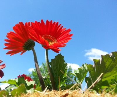 Click here to view at full resolution.