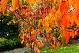 Tangerine Cascade by LynEve, photography->nature gallery