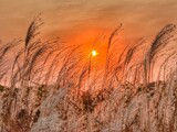 Pampas Grass by Starglow, photography->flowers gallery