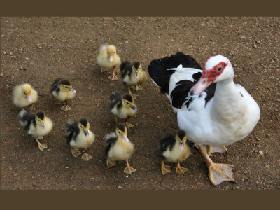 Click here to view at full resolution.