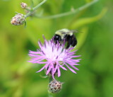 Bee on Pink by Tomeast, photography->nature gallery