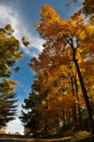 Looking Up by vangoughs, photography->nature gallery