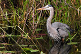 Great Blue Heron by Paul_Gerritsen, Photography->Birds gallery