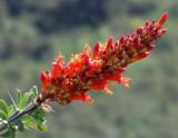 the flowering tips of the ocotillo cactus by jeenie11, Photography->Flowers gallery