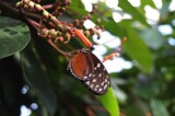 Hanging around for lunch by mausi2541, photography->butterflies gallery