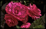 Begonia In The Shadows by LynEve, photography->flowers gallery