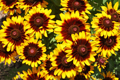 Click here to view at full resolution.