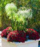 Onions and Mums by Pistos, photography->gardens gallery