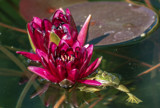 Flower and Frog by rahto, photography->reptiles/amphibians gallery