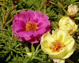 Portulaca by trixxie17, photography->flowers gallery