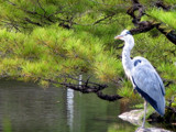 Heron by Japanese Lake by bif000, Photography->Birds gallery