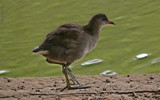 Young Moorhen by gonedigital, Photography->Birds gallery