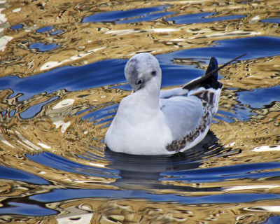 Click here to view at full resolution.