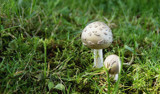 fancy fresh fungi by ferebee, Photography->Mushrooms gallery