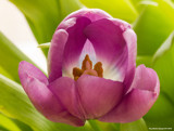 Tulip 5 by doughlas, photography->flowers gallery