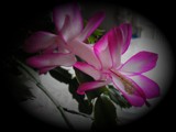 Christmas Cactus by mrbutton, Photography->Flowers gallery