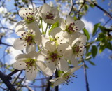 Spring's Arrival by Tinytoes87, Photography->Flowers gallery