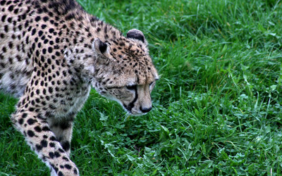 Click here to view at full resolution.