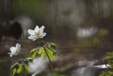 Anemone nemorosa by VeraVardig, photography->nature gallery