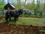 Plowing the Field by marcaribe, Photography->Animals gallery