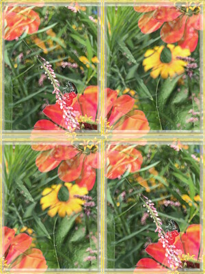 Click here to view at full resolution.