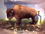 The Buffalo Exhibit by PatAndre, photography->animals gallery