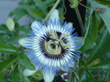 Stunning Flower by pakkypakky, Photography->Flowers gallery