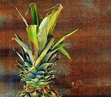 Pineapple Top by LakeMichigan, photography->still life gallery