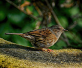 Dunnock by biffobear, photography->birds gallery