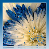 Blue Beauty by Starglow, photography->flowers gallery
