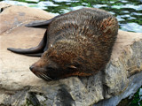 South American Fur Seal by gonedigital, Photography->Animals gallery