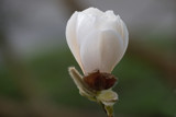 Magnolia by Ramad, photography->flowers gallery