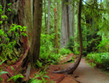 Along the Redwood Path by busybottle, photography->landscape gallery