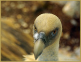 Griffon Vulture by kanapon, Photography->Birds gallery