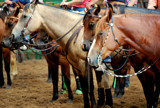 The Horses Perspective .... People Problems . by LakeMichigan, photography->animals gallery