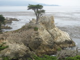 Cypress Tree at Pebble Beach by Lisa971422, Photography->Landscape gallery