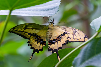 Click here to view at full resolution.