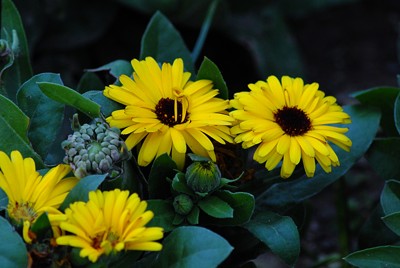 Click here to view at full resolution.