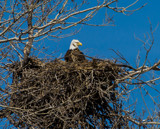 Bald Eagle Nesting by Pistos, photography->birds gallery