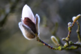 Spring Is Here (2) by Ramad, photography->flowers gallery