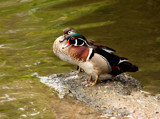 Shall We Go Skinny Dipping, Maw? by PatAndre, Photography->Birds gallery