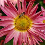 Bug on a Flower (Closer Up) by Pistos, photography->flowers gallery