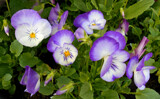More Pansies by trixxie17, photography->flowers gallery