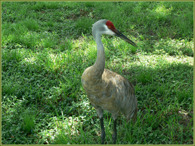 Click here to view at full resolution.