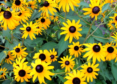 Click here to view at full resolution.