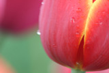 Soft Red Tulip by auroraobers, photography->flowers gallery