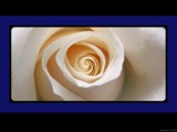 Pillow Talk deux ~ no redux by Hottrockin, Photography->Flowers gallery